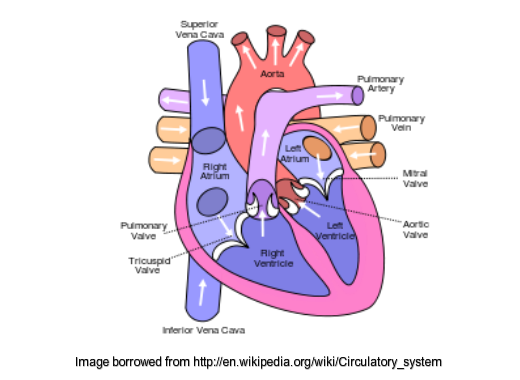 human circulatory system heart